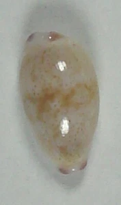 CYPRAEA FIMBRIATA 10,84 mm ESPECIMEN SUPER ELECCIÓN Guam - Imagen 1 de 2