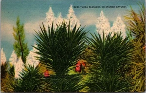 Yhcca Blossoms Or Spanish Bayonet Apr 8 1946 Linen Postcard - Picture 1 of 4