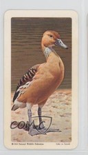 1964 Brooke Bond Red Rose Tropical Birds Tea American Blue Backs #6 0a3