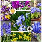 SPRING FLOWERING BULBS 40 BULBS A MIX OF 8 VARIETIES !!MASSIVE SAVINGS!!