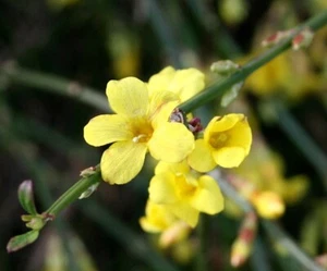 Jasmin Kletterpflanze Jasminum nudiflorum 60-100 cm im 2-Liter Container - Bild 1 von 3