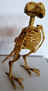 Halloween Vogel Skelett 7" groß Top Zustand - Bild 1 von 2