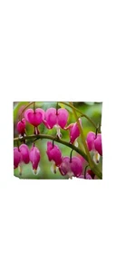 25 Bright Pink Purple Bleeding Heart Seeds Flowers Seed Flower 317 US SELLER - Picture 1 of 3