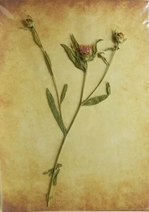 (P1) HERBARIO NATURAL - CENTAUREA JACEA (05669) - Imagen 1 de 1