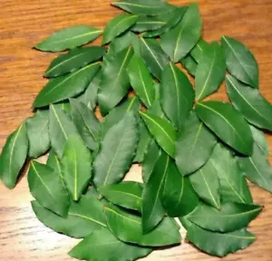 Organic Bay Leaves, 67 Fresh picked leaves, Laurus Nobilis Laurel,free Shipping - Picture 1 of 1
