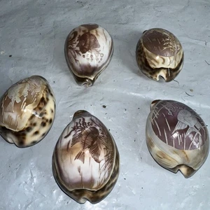 5 Cypraca Tigris Cowrie Sea Shells Carved With Fish - Picture 1 of 13