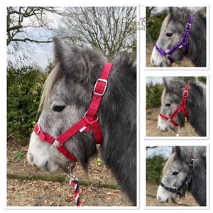 EVERYDAY NYLON HEADCOLLARS - MIXED COLOURS SHETLAND, PONY, COB, FULL *FREE POST* - Picture 1 of 3
