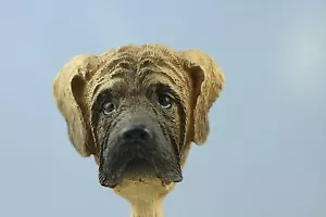 BUL MASTIFF TESTA INTERCAMBIABILE VEDI TUTTE LE RAZZE, CORPI @ NEGOZIO EBAY) - Foto 1 di 3
