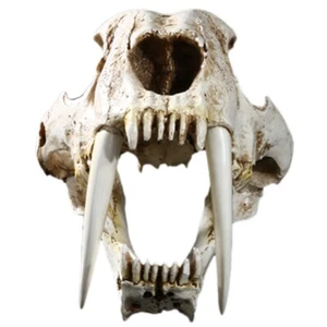 1:1 Size Ancient Animals Saber Tooth Cat Tiger Skull Sabertooth Smilodon - Picture 1 of 5