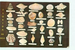 St. Petersburg, FL, Florida Dodson's Shell Shop Shell Display Chrom Postkarte - Bild 1 von 2