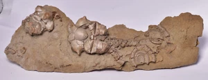 FÓSIL CRINOIDE, JIMBACRINUS BOSTOCKI, AUSTRALIA, CR48 - Imagen 1 de 11
