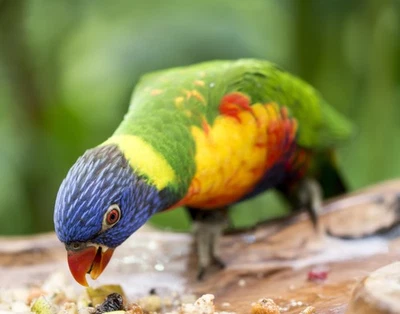 Impresión fotográfica Rainbow Lorikeet Parrot 11x14 11"x14" Foto 1 de 4