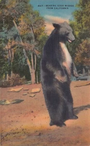 Bearing Good Wishes From California West Coast Grizzly Bear Vtg Postcard CP353 - Picture 1 of 2