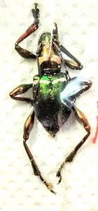 1 A-1 Doliops sp 13mm Cerambycidae Longhorn Beetle, - Picture 1 of 1