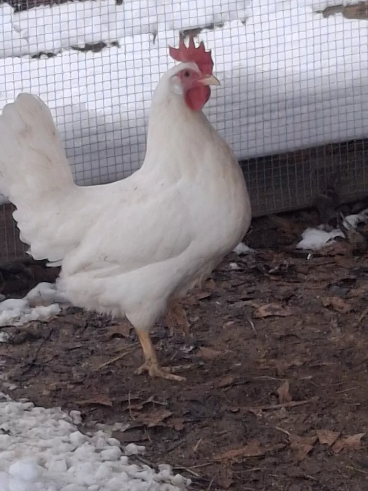 1 Dozen White Leghorns - Hatching Eggs - Image 1 of 4