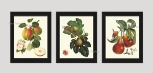 Fruit Botanical Wall Art Set 3 Prints Beautiful Vintage Antique Apple Unframed - Picture 1 of 8
