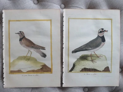 Martinet Birds - Siglo XVIII, Histoire Naturelle des Oiseaux, Pl #920 y 921 Foto 1 de 4