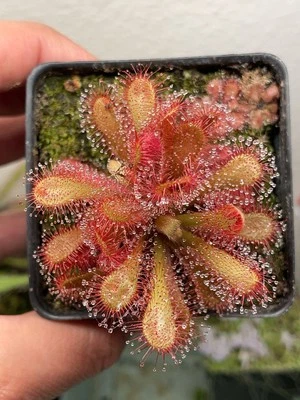 Seeds Drosera Venusta, South African Subtropical Sundew. Carnivorous Plant Seeds - Image 1 of 4