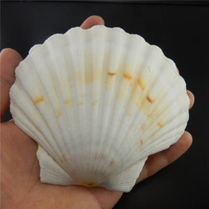 1 Piece Natural Fan Shell 9-12 cm Scallop Seashell Beach Wedding Nautical Decor - Picture 1 of 6