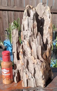 Pecky Orchidee Reittier echter alter Wuchs uralt sinkende Zypresse Taxidermie Handwerk Holz - Bild 1 von 19