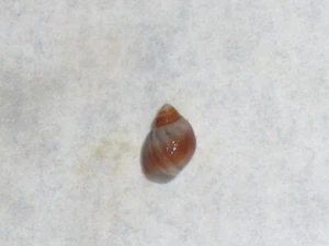 MELARAPHE NERITOIDES UNIQUE COLOUR - Picture 1 of 2