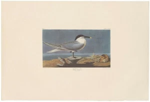 Litografía Audubon Amsterdam Ed Doble Elephant Folio Pl 279 Sandwich Poñón - Imagen 1 de 2