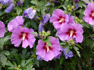 Hibiskus Straucheibisch rosa/blau/violet 50 Samen frische Ernte Garten - Bild 1 von 4