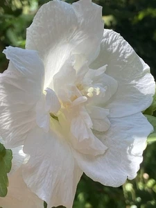 10 Hibisken Hibiskus Winterhart Roseneibisch Diverse Farben Möglich Jungpflanze - Bild 1 von 22