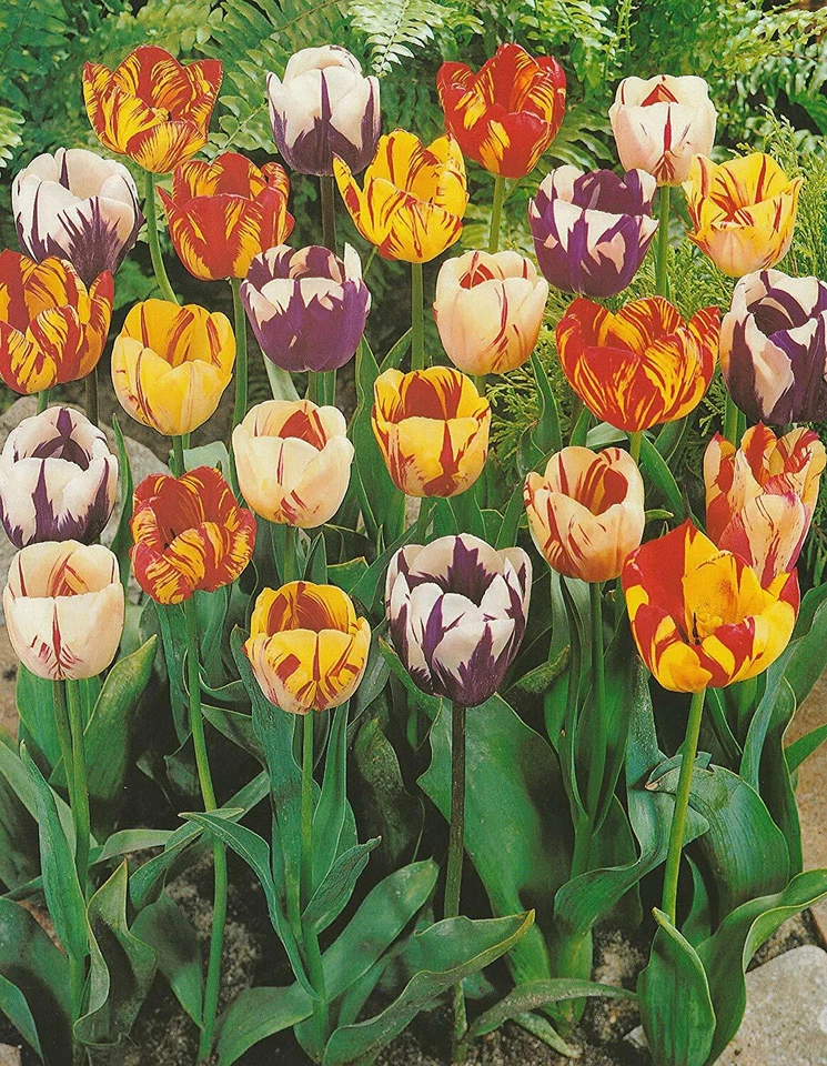 100 Gemischte Rembrandt Tulpen Tulpenzwiebeln Lieferbar 9.9. - Bild 1 von 1