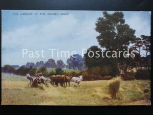 Old PC - THE HARVEST OF THE GOLDEN GRAIN - showing working Shire Horses in field - Picture 1 of 1