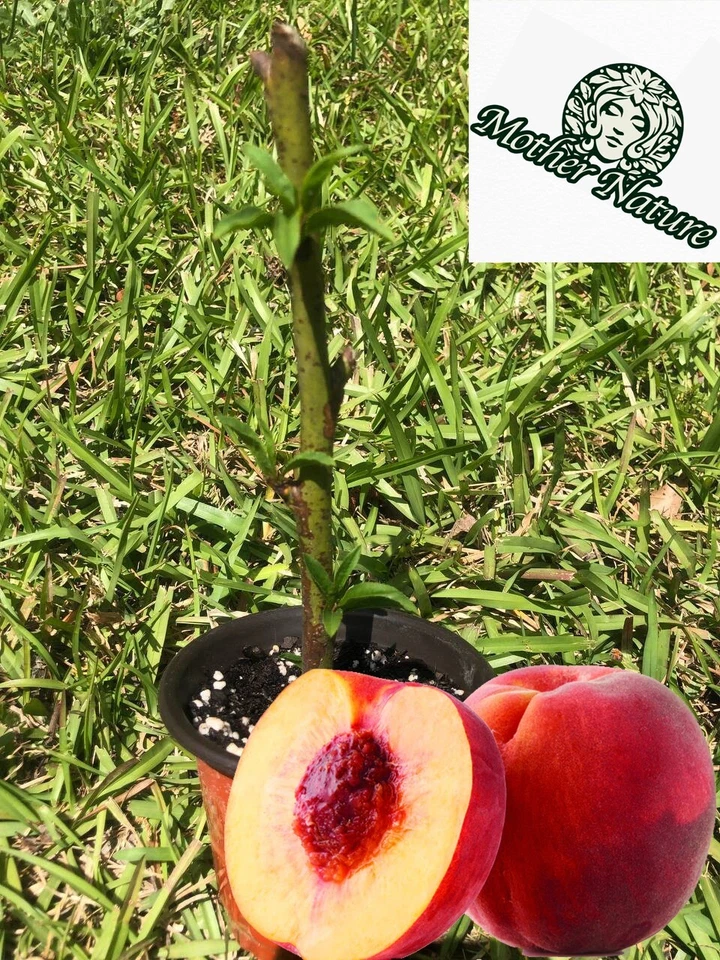 Organic Peach Tree |  6-24 inch | variety: Contender |  Brand: Mother Nature - Image 1 of 4
