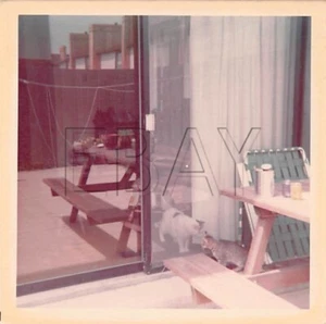 Originalfoto 3,5x3,5 Haustier Katzen Glastür H97 #10 - Bild 1 von 2