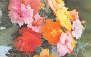 Trinidad - Cluster of Hibiscus - Publ. Bon Genie Ltd. 69 - Picture 1 of 2
