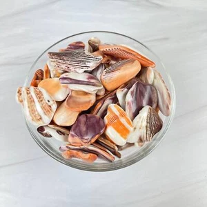 Lion's Paw Shell #LP01 - Picture 1 of 2