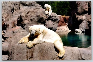 Postcard Polar Bear BioPark Zoo Albuquerque New Mexico Ursus maritimus - Picture 1 of 2