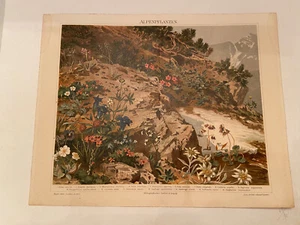 1880s ALPINE PLANTS Color Lithograph from Old German Encyclopedia - Picture 1 of 2