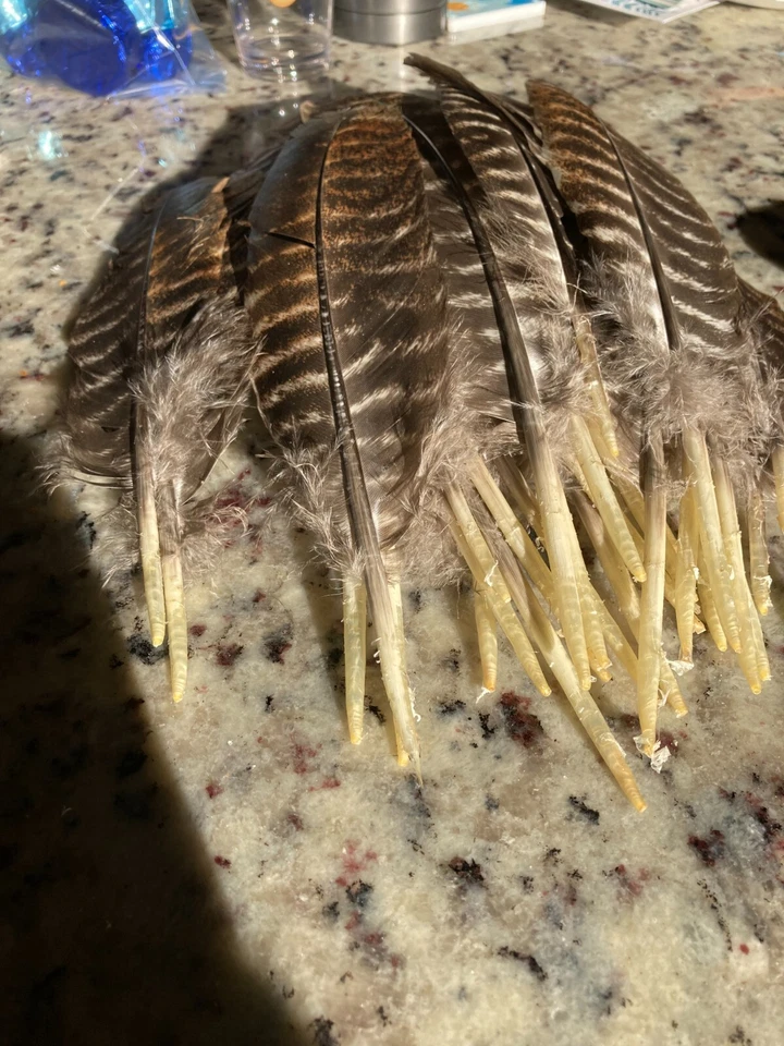 30 un.Plumas de ala secundaria de pavo salvaje oriental 14 a 15" Foto 1 de 1