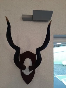 Lesser Kudu Trophäe Präparat Afrika - Bild 1 von 2