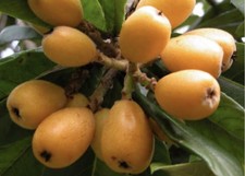 Avocado Trees for sale | In Stock | eBay