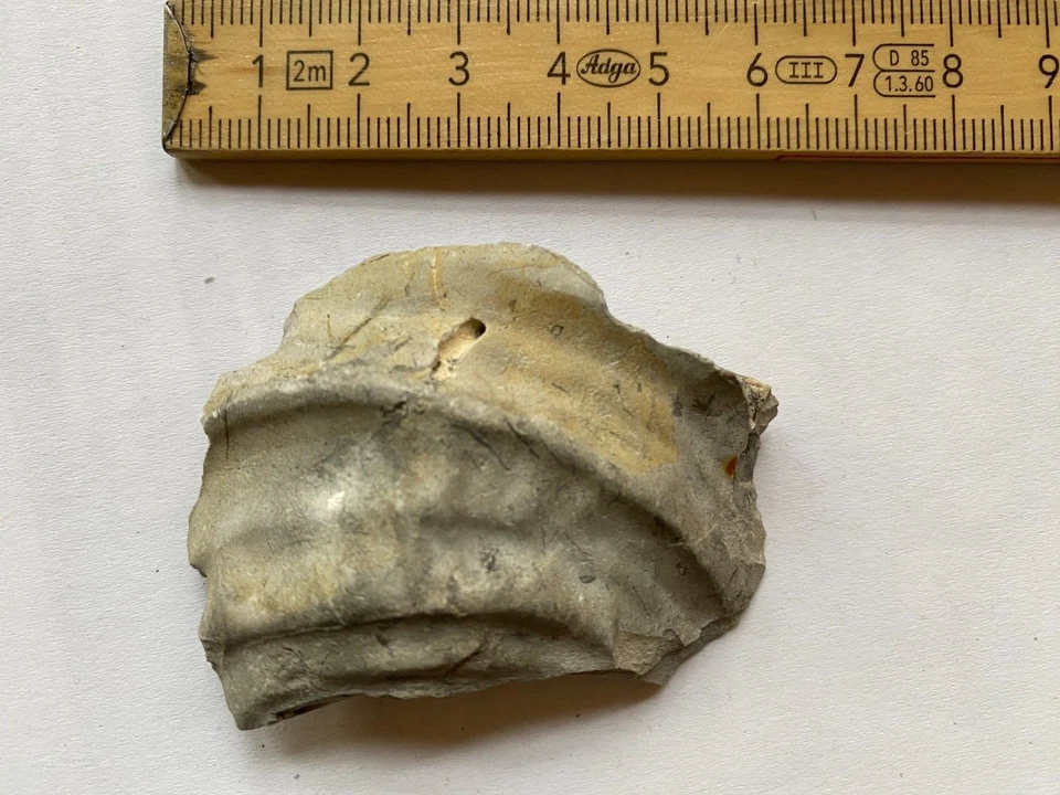 Fossil Schnecke oder Muschel naturbelassen 42 g Fossilien Versteinerung - Bild 1 von 1