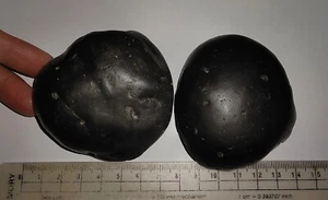 ¡INCREÍBLES AMONITAS! RARO PAR FÓSIL NEGRO SOBRE MATRIZ DE PAPÚA, INDONESIA, 52 MM - Imagen 1 de 9