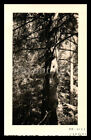 Foto, BDM Maiden, Schwarzwald Sommer 1935, Schramberg 18, 5026-1221