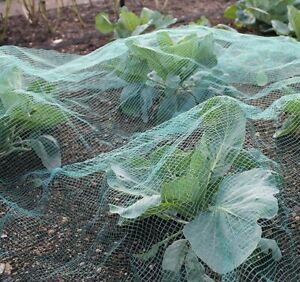 Butterfly Garden Netting Stop Birds and Cabbage Whites Brassica Netting Green