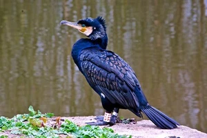 Awesome framed photo of a Cormorant - Picture 1 of 3