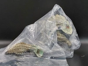 Ukanlos Monster Hunter Figure Builder Blind box figure - Picture 1 of 5
