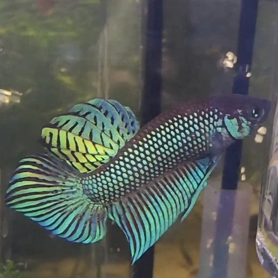 Wild Type Alien Betta Fish - Not Imported US Breeder! Choice Of Male or Female  - Image 1 of 4