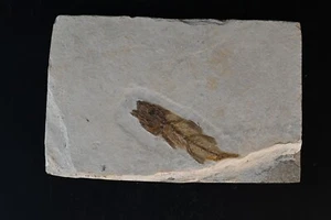 Poisson fossile Dapalis Macarus manque une partie oligocene France n42 dapalys - Picture 1 of 5