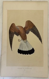 MORRIS KESTREL WINDHOVER GEMEINDE GEPHPPIO VÖGEL ORNITHOLOGIE BIRDS BIRD 1870 - Bild 1 von 1