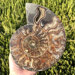 1.93LB Natural Ammonite Fossil Quartz Crystal Specimen Heal Reiki Gift XL2720 - Picture 1 of 15