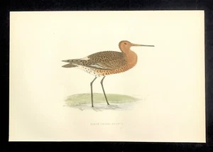 British Birds impresión original por Morris 1891 color a mano negro cola Godwit - Imagen 1 de 2